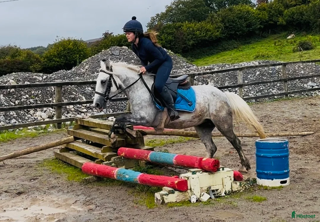 Allround hästar till salu: Selection of ponies i Ljungby - Annons 13