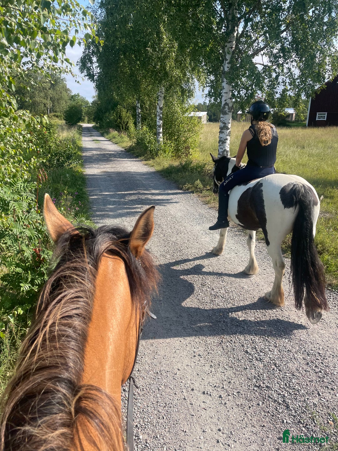  medryttarhäst sökes: Medryttarhäst sökes👀-Uppsala i Uppsala - Annons 2
