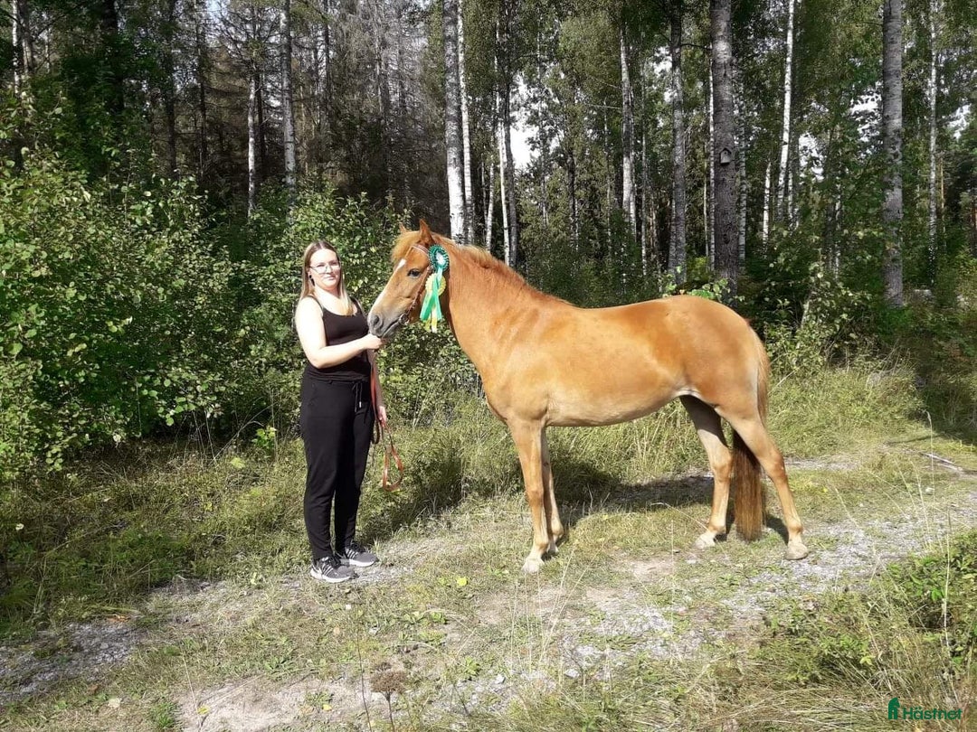 Övrigt hästar till salu: 9-årigt russ utlånas/säljes i Eskilstuna - Annons 4