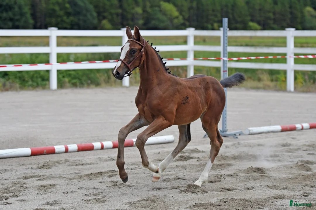 Hoppning hästar till salu: Lovande & charmigt premieföl 🤎🩵 - Annons 1