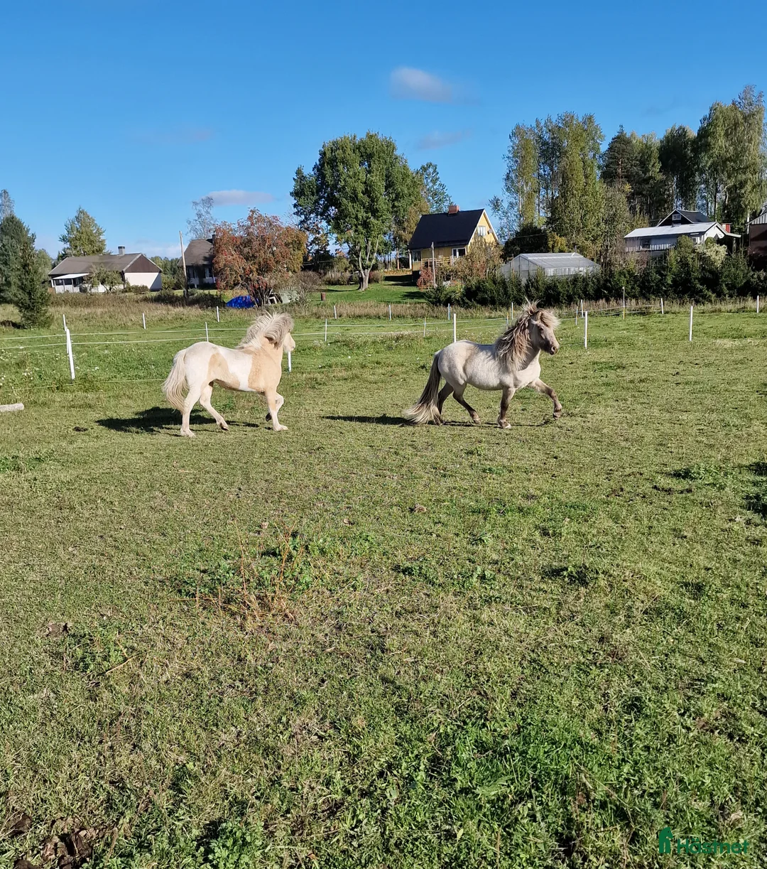 Island hästar till salu: Silvervitblackt Fyrgångssto med fint temperament  i Storvik - Annons 4