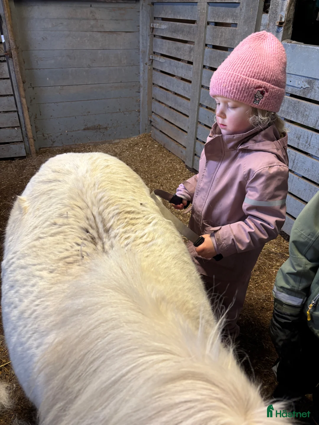  foderhäst sökes: Stor A eller liten B ponny i Lysekil - Annons 2