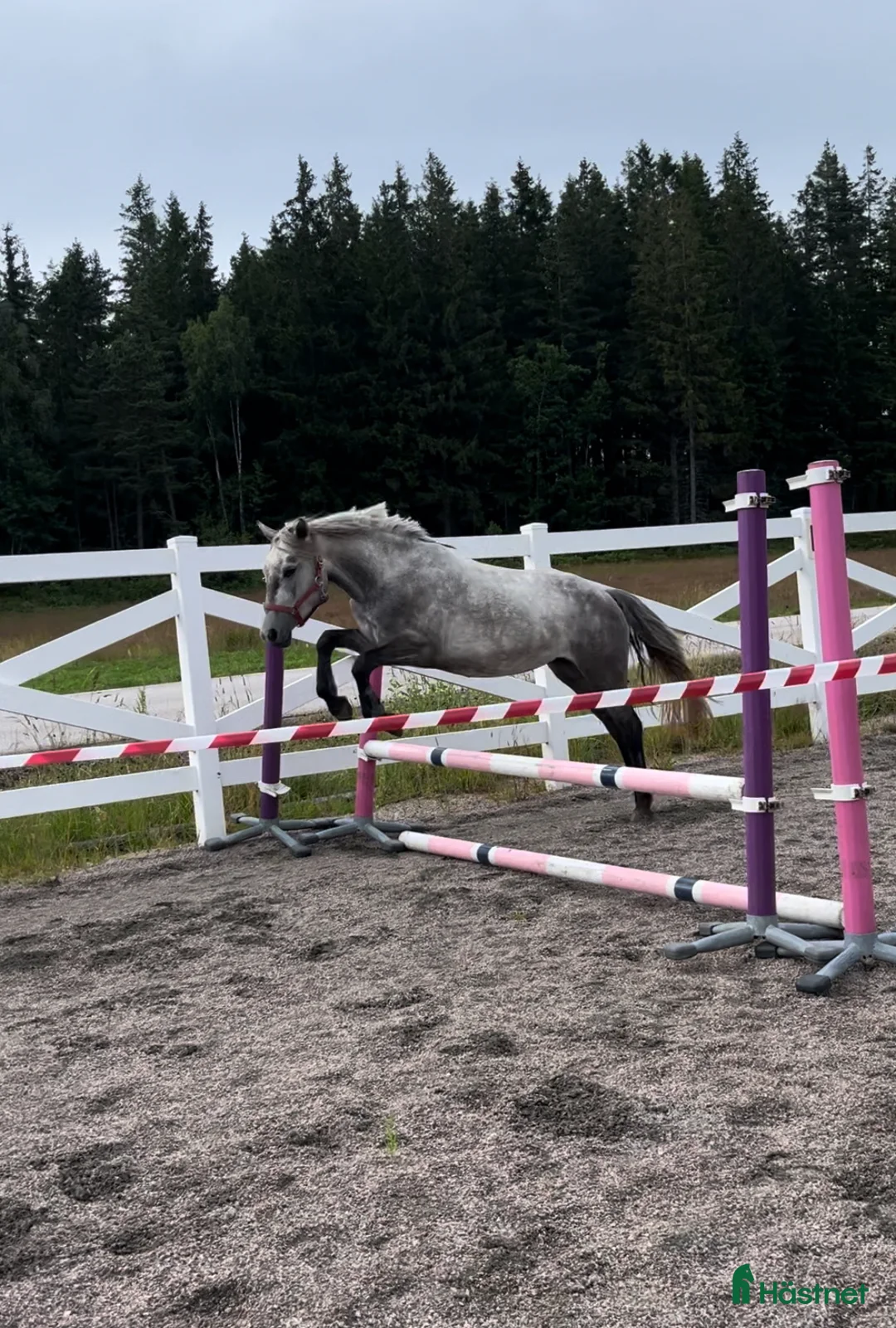 Allround hästar till salu: Sockersöt Connemara  - Annons 4