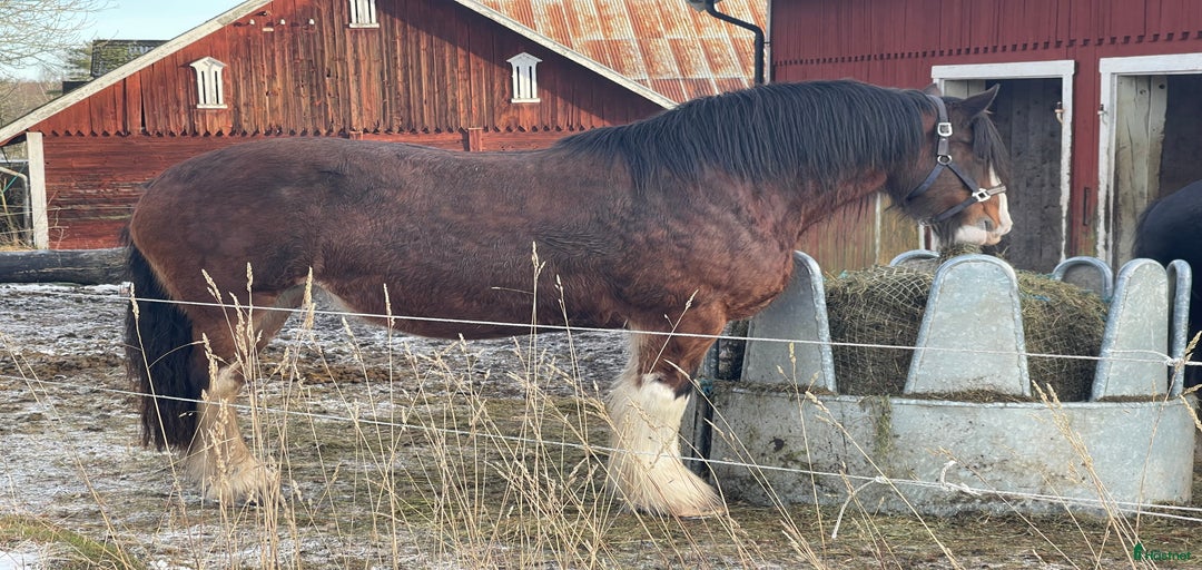 Galleribild {{count}}