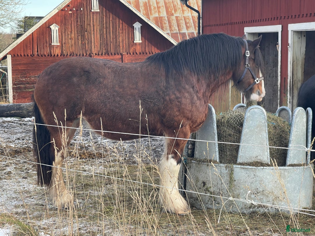 Galleribild {{count}}