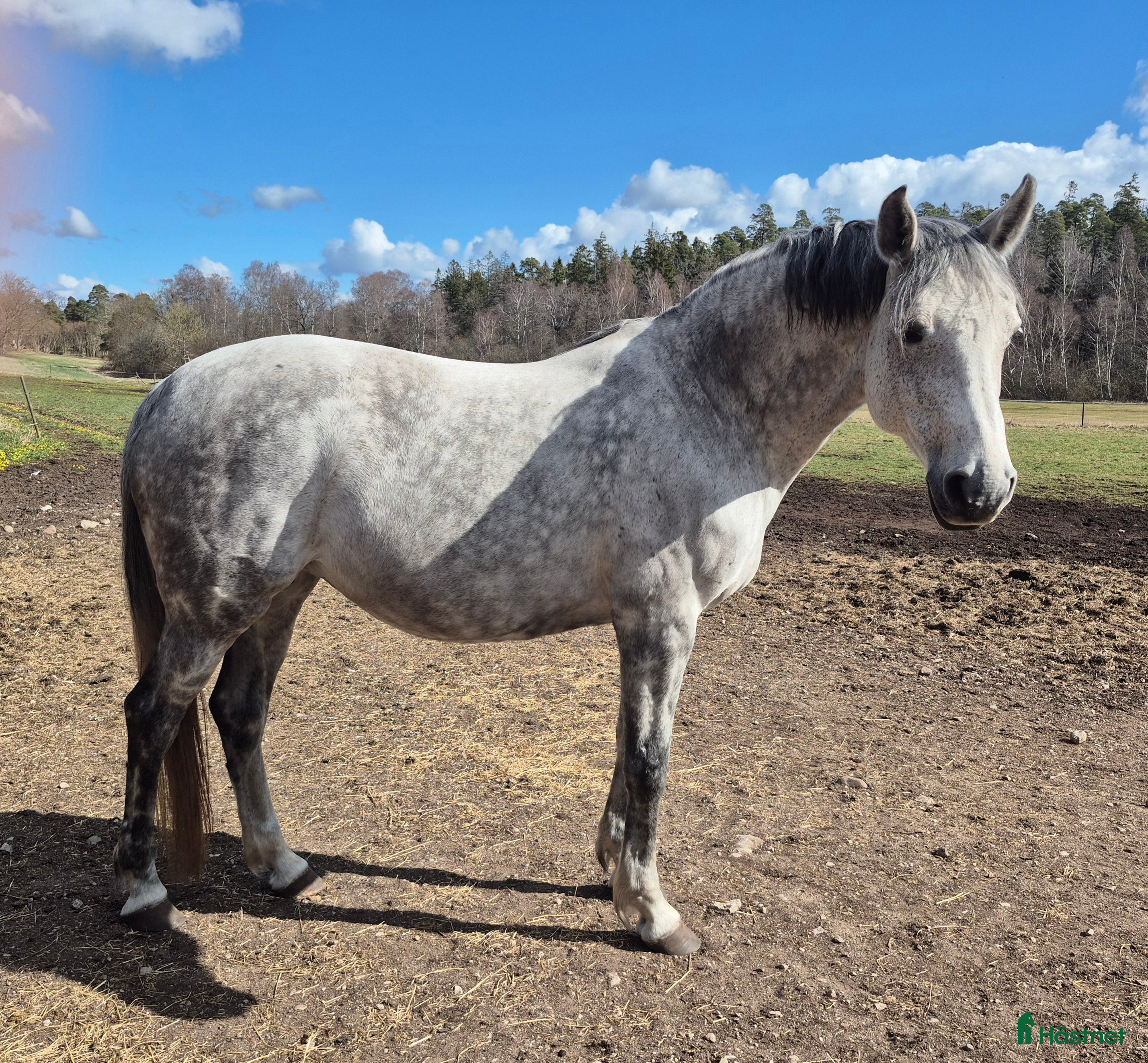  hästar Fölsto e. Crunch-Ladas  - Annons 3