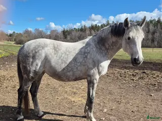 hästar Fölsto e. Crunch-Ladas - Annons 3