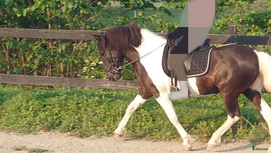 Island hästar till salu: Islandshäst perfekt mor&dotter häst - Annons 2