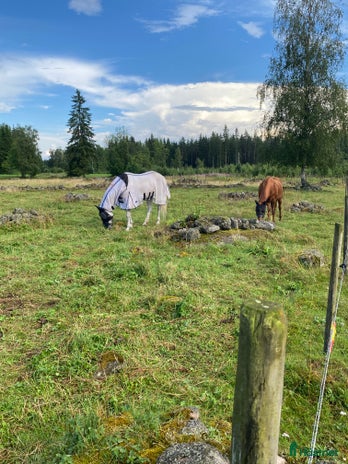 hästar i Nässjö - Annons 4