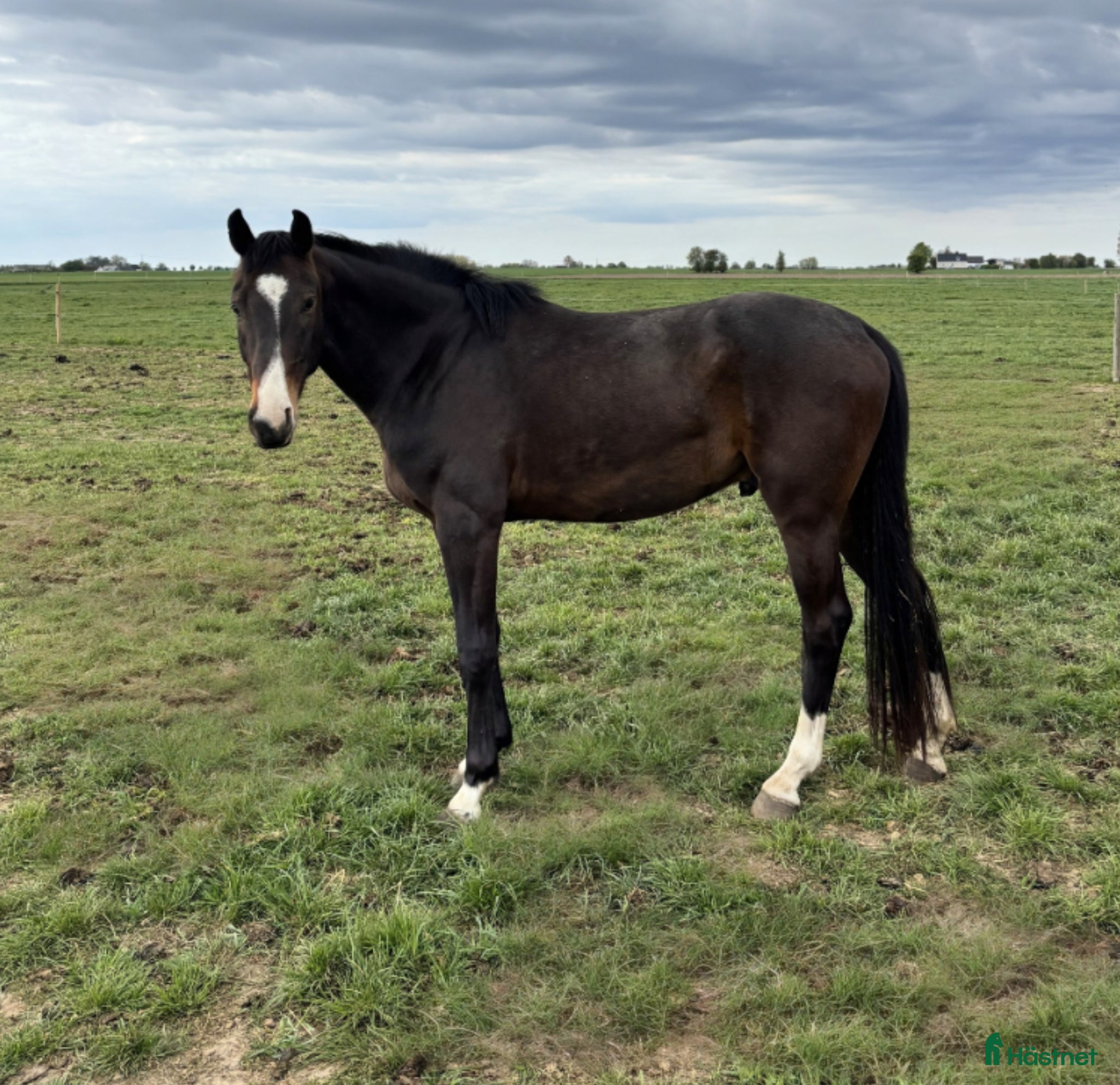 Hoppning hästar till salu: Valack: Hickstead White - Arizona - Animo - Annons 2
