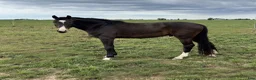 Hoppning hästar till salu: Valack: Hickstead White - Arizona - Animo - Annons 1