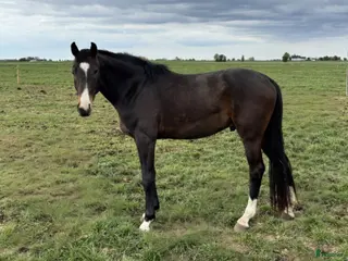 Hoppning hästar till salu: Valack: Hickstead White - Arizona - Animo - Annons 2