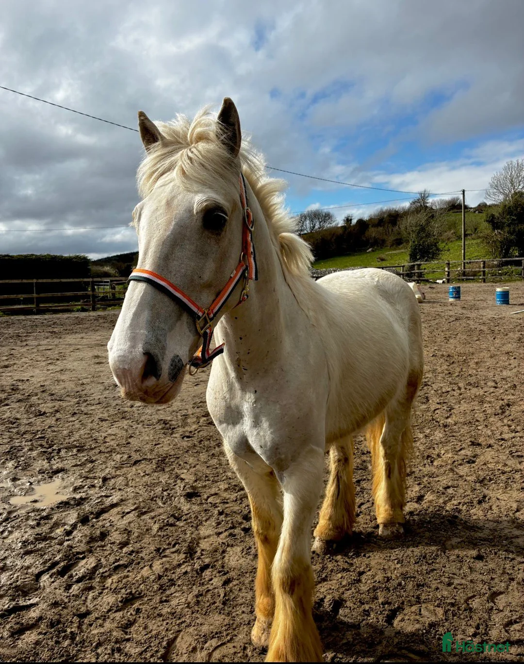 Allround hästar till salu: Gorgeous Palomino gelding  - Annons 2