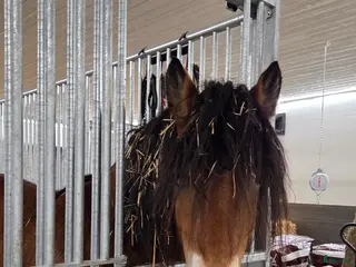 hästar Tynne letar nytt hem. - Annons 16