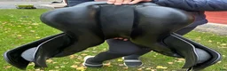 Sadlar hästutrustning till salu: Ergo X2 hoppsadel. 17,5” Vid - Annons 3