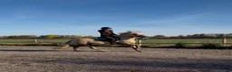 Allround hästar till salu: Lyxig Welsh cob, framtida tävlingsponny! - Annons 5