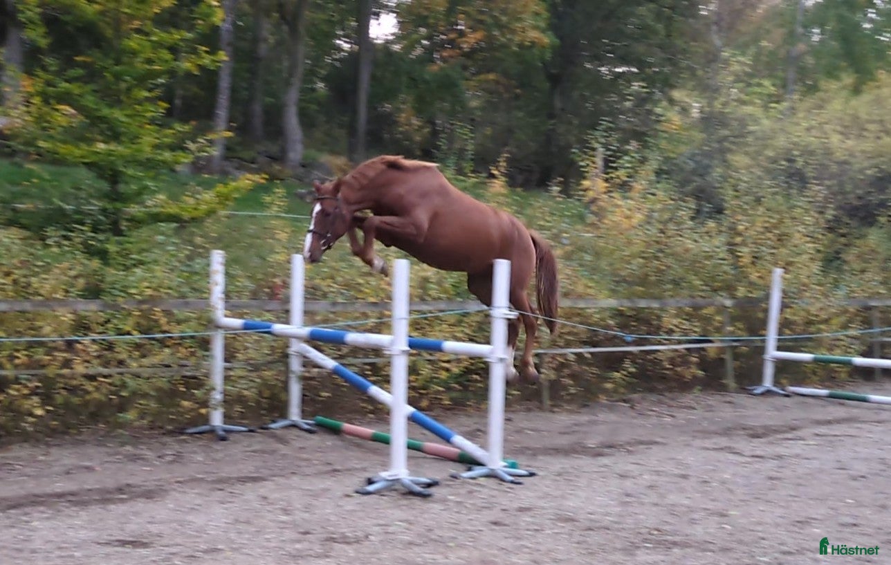  hästar Lovande unghäst med stort hopp  i Mörrum - Annons 1
