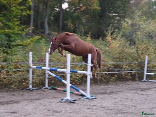 Hoppning hästar till salu: Lovande unghäst med stort hopp i Mörrum - Annons 1