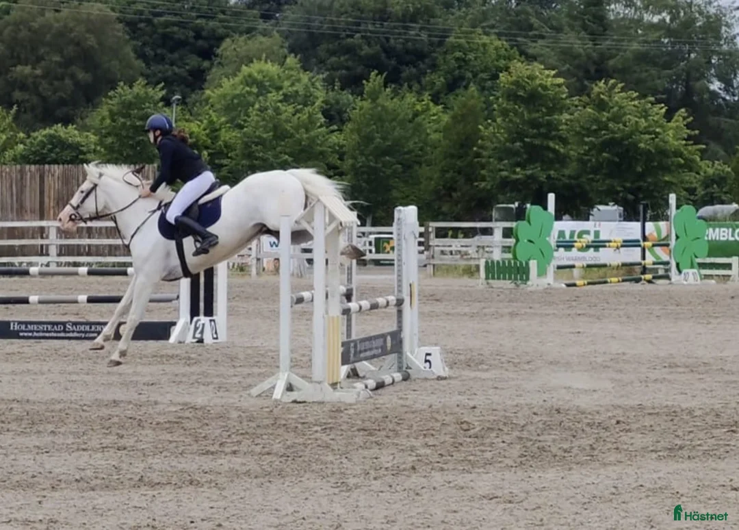 Hoppning hästar till salu: Potential top track pony  i Madrid - Annons 7