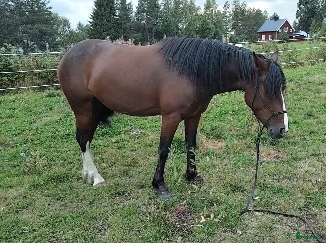 Allround hästar till salu: Levnadsglad häst med utstrålning ( PÅ PROV) i Vännäsby - Annons 5