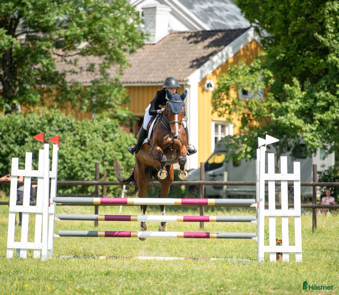 Hoppning hästar till salu: Hopp/fälttävlansämne för större klasser! i Alunda - Annons 1