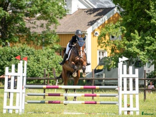 hästar Hopp/fälttävlansämne för större klasser! i Alunda - Annons 9