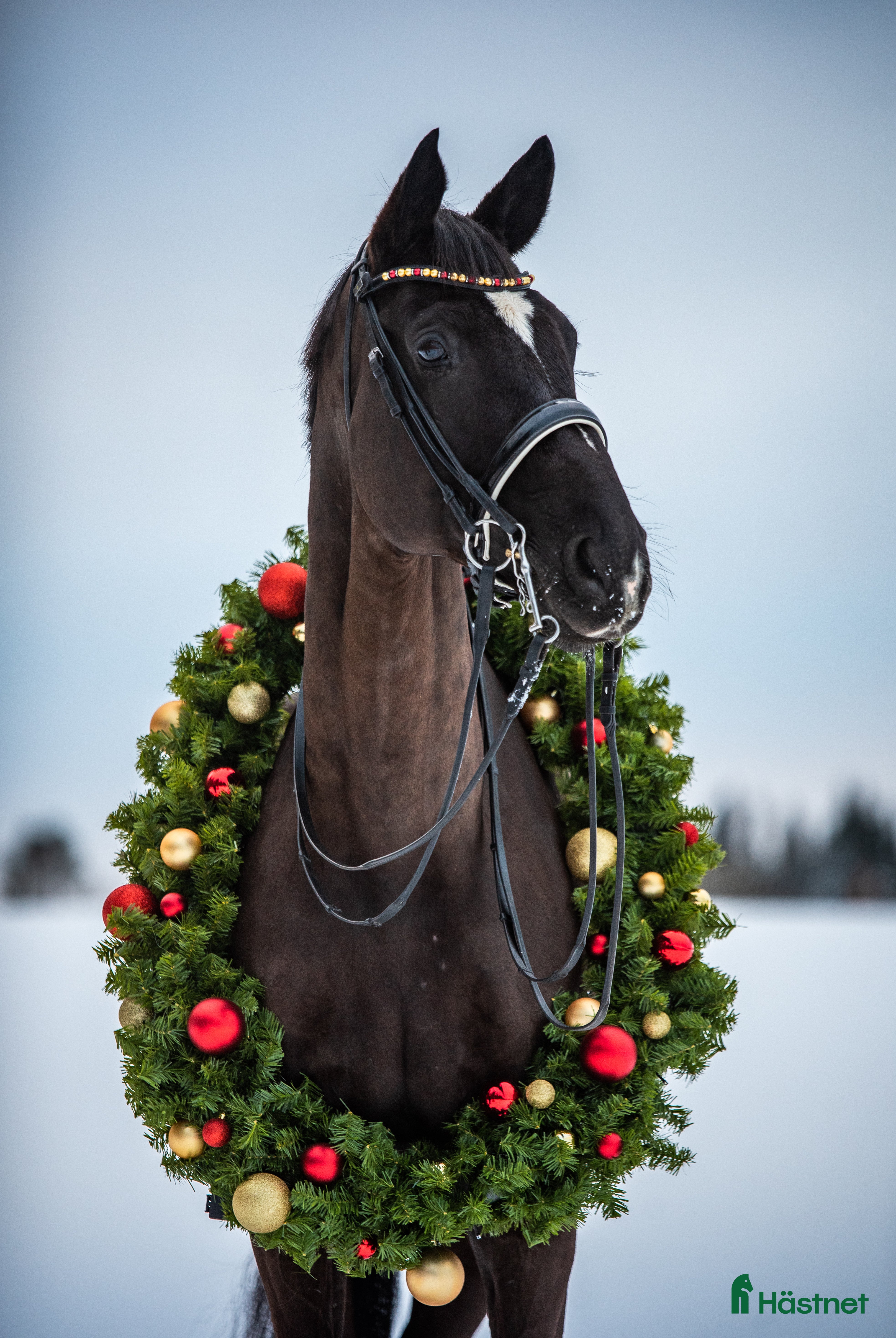  hästar En häst med hjärta av guld söker sin nya bästa vän - Annons 16
