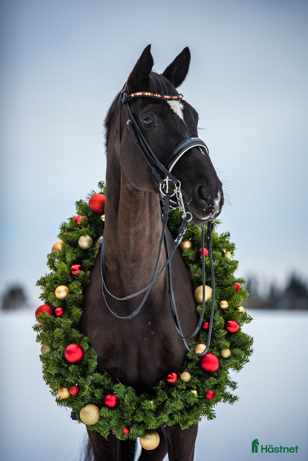 Dressyr hästar till salu: En häst med hjärta av guld söker sin nya bästa vän - Annons 1