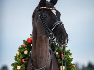 hästar En häst med hjärta av guld söker sin nya bästa vän - Annons 16