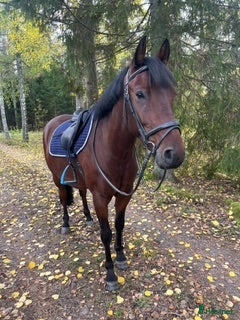  hästar 7-årig New Forest D-ponny - Annons 1