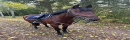 Allround hästar till salu: 7-årig New Forest D-ponny i Björkvik - Annons 1