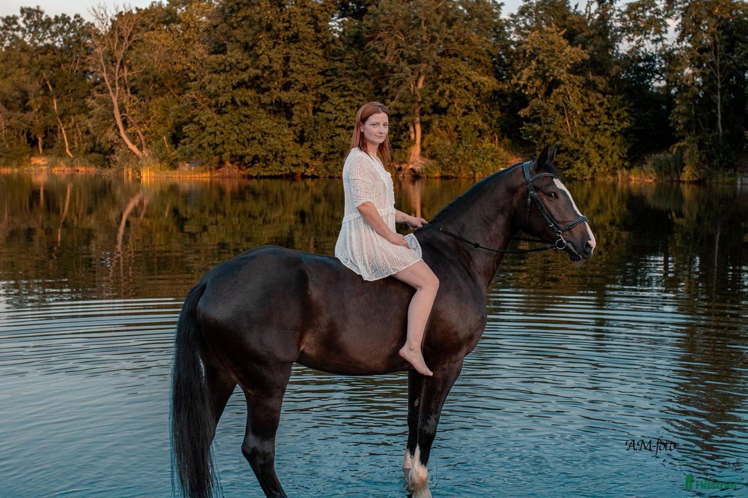 Allround hästar till salu: 🤍Beautiful Warmblood Gelding–True Best Friend!🤍 i Stockholm - Bild 9