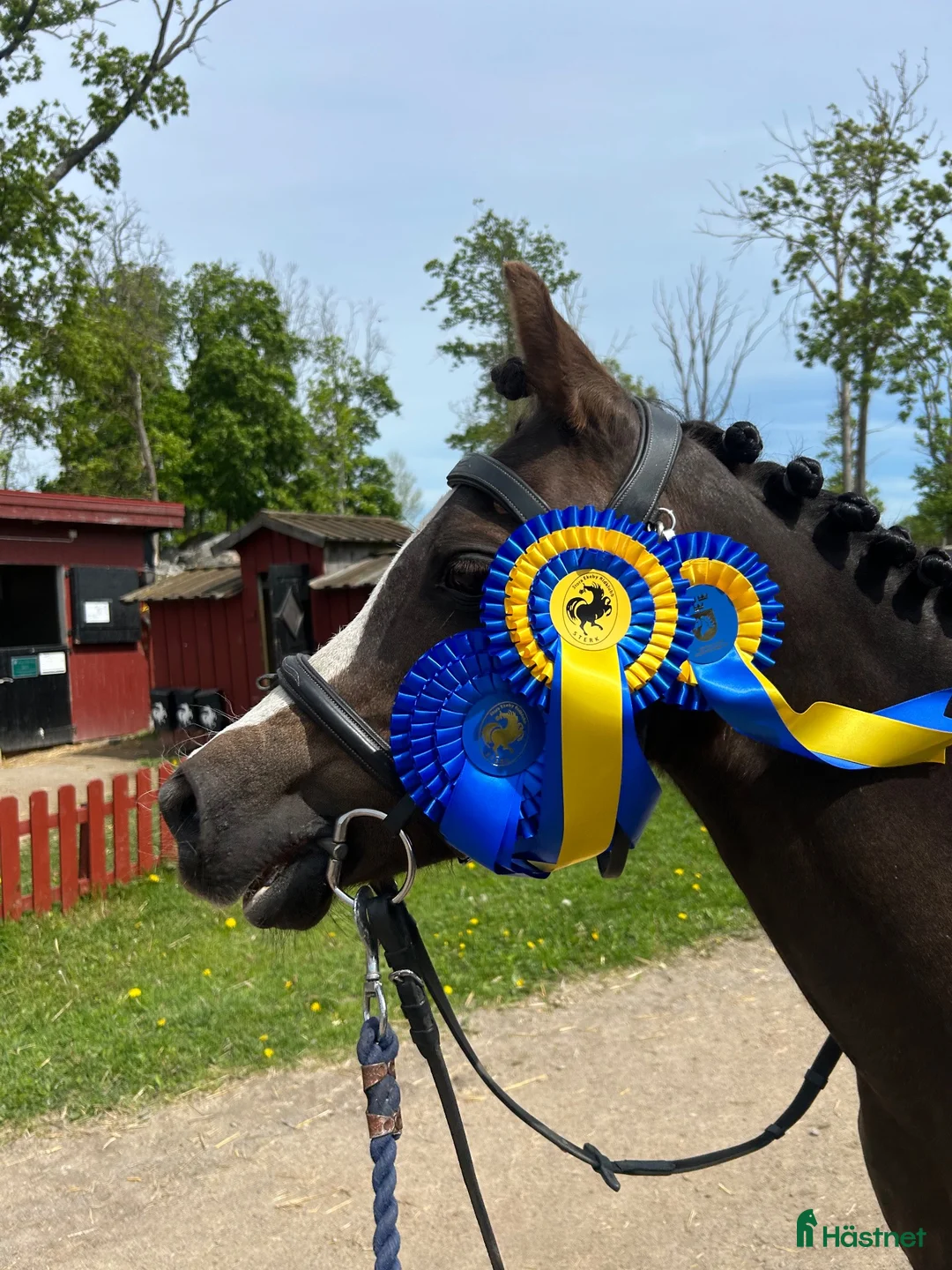 Dressyr hästar till salu: En på miljonen – fantastisk B-ponny för dressyr - Annons 1