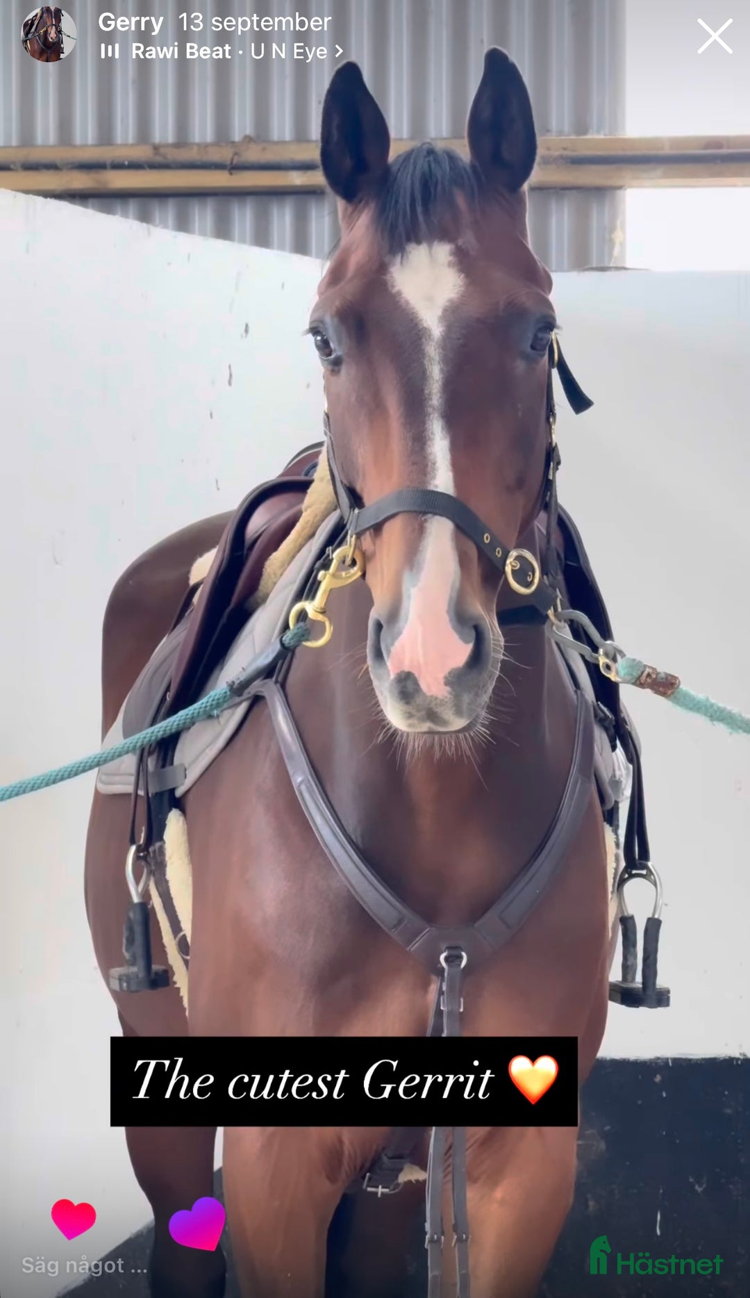 Allround hästar till salu: Världens bästa Gerry!  i Finspång - Annons 4