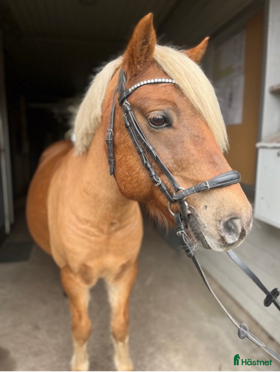  hästar Charmig kille - Annons 7