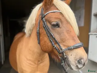 hästar Charmig kille - Annons 7