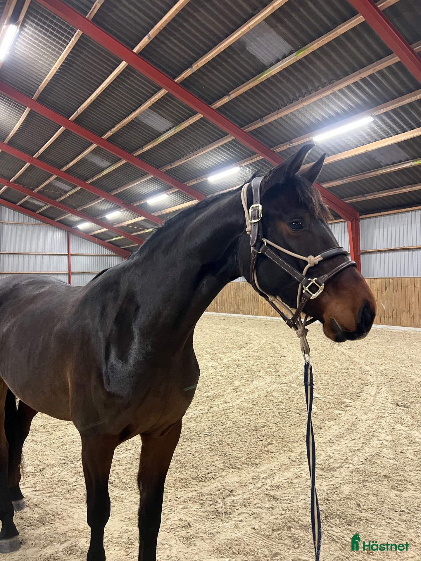  hästar Fineste holsteinerstoet för avel – säljes/bytes - Annons 2