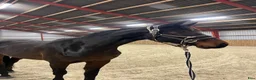Hoppning hästar till salu: Fineste holsteinerstoet för avel – säljes/bytes - Annons 2