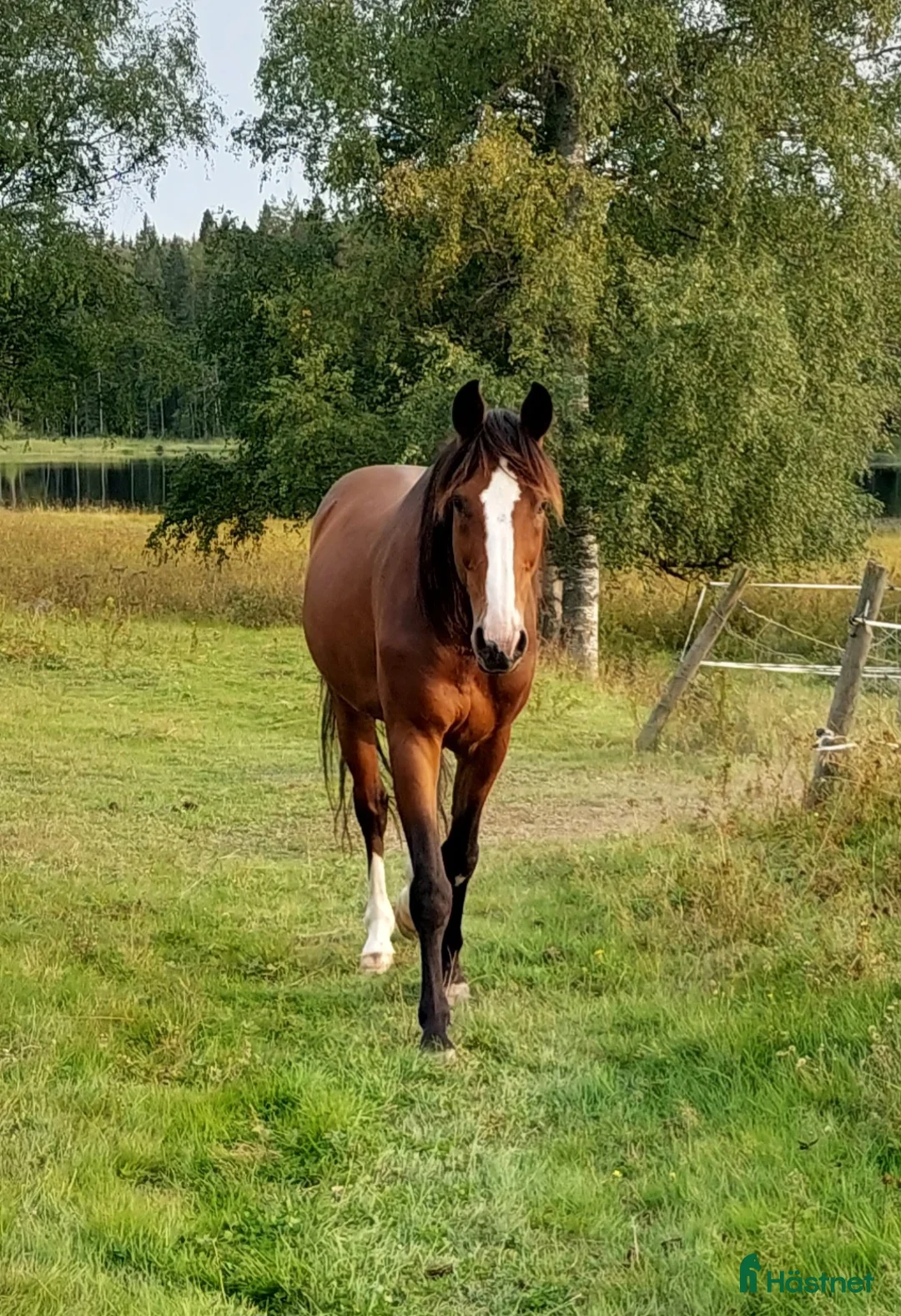  foderhäst finnes: Finaste killen behöver nytt hem - Annons 2