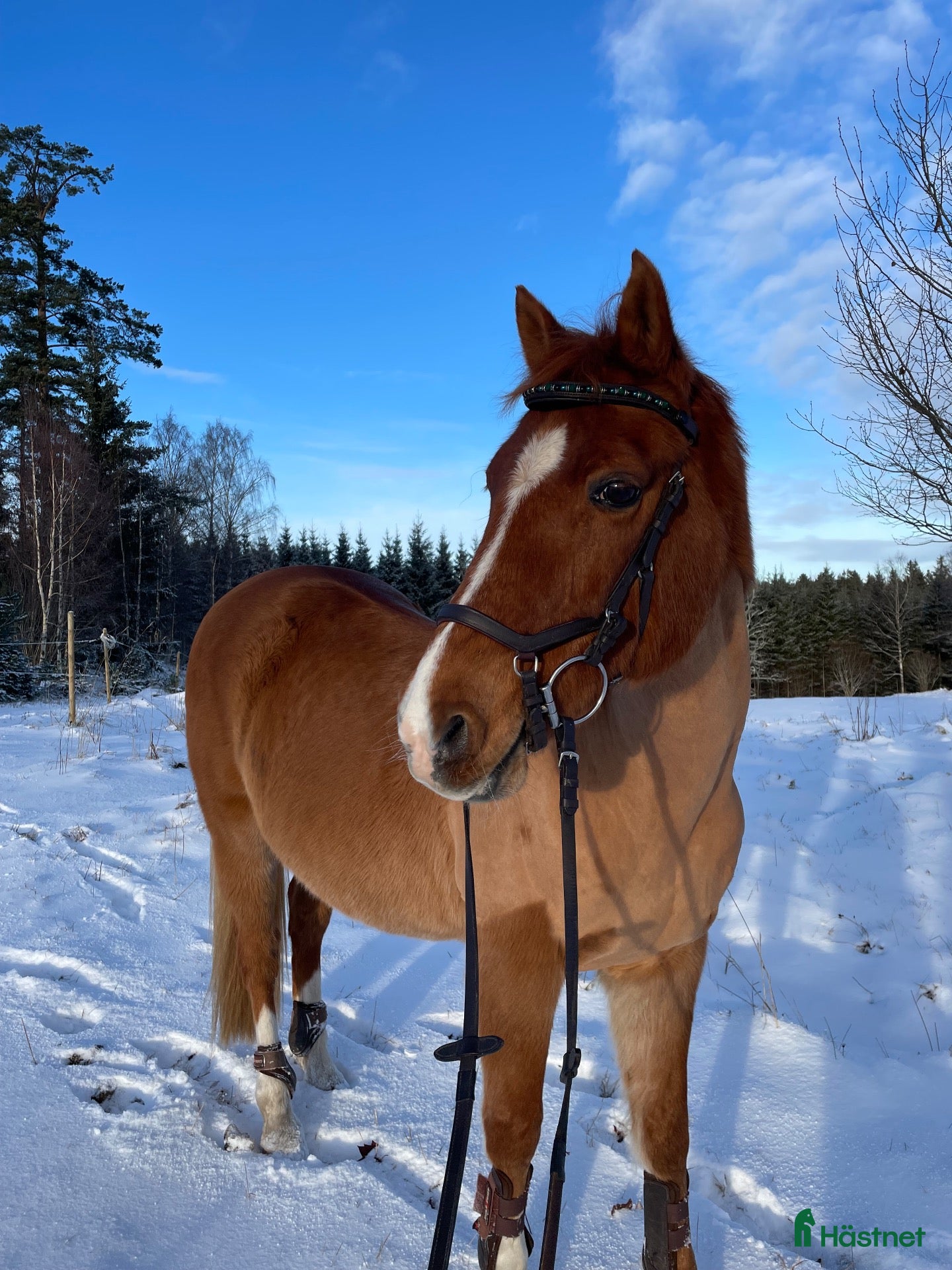  hästar 23 årig maxad D-ponny, en utmärkt läromästare  - Annons 2