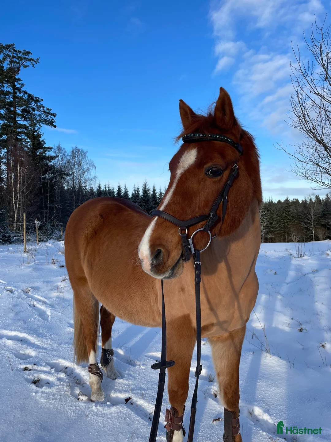 Allround hästar till salu: 23 årig maxad D-ponny, en utmärkt läromästare  - Annons 2