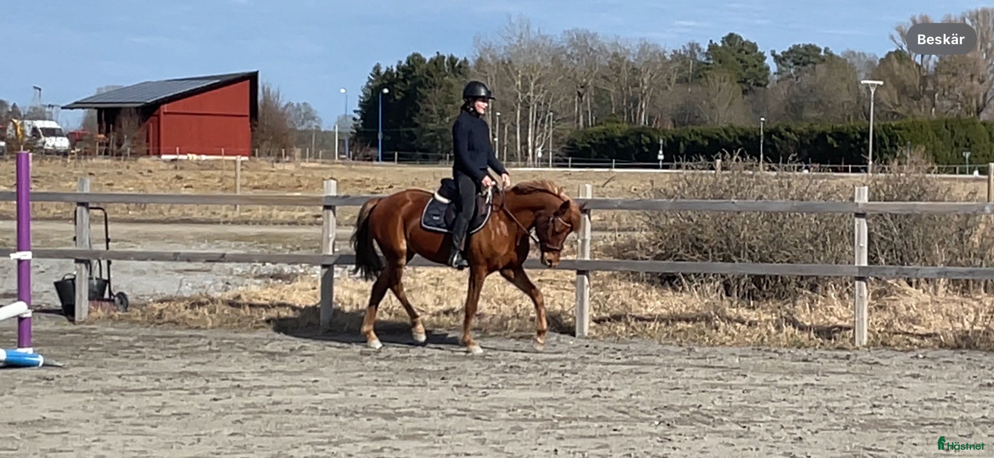  hästar Flashig fullstammad dressyrponny - Annons 1