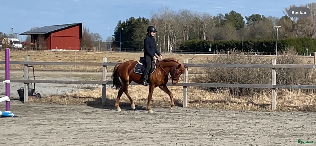 Dressyr hästar till salu: Flashig fullstammad dressyrponny - Annons 1