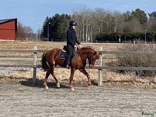 Dressyr hästar till salu: Flashig fullstammad dressyrponny - Annons 1