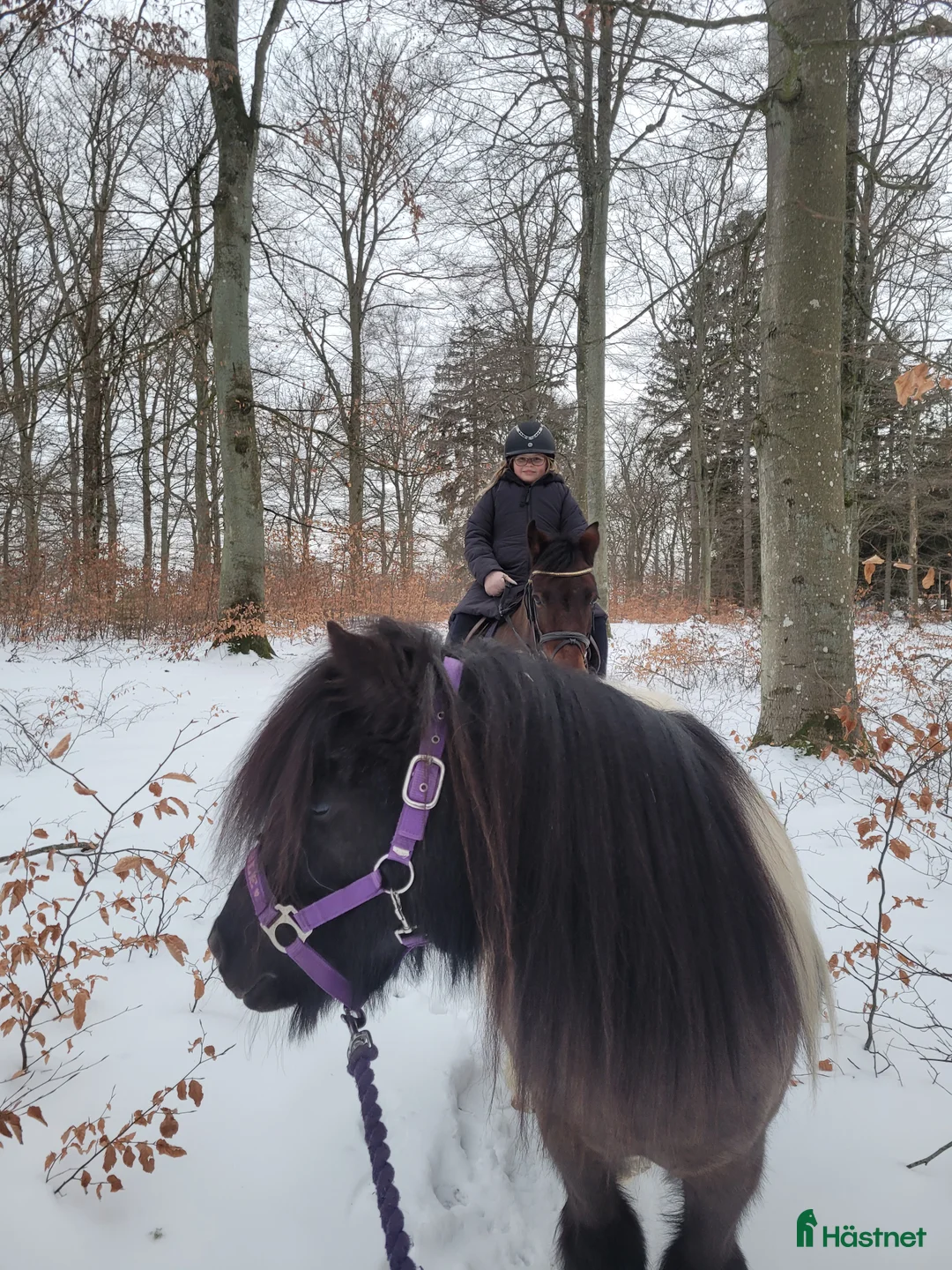  foderhäst sökes: Maxad b eller c-ponny sökes till kärleksfullt hem i Bromölla - Annons 2