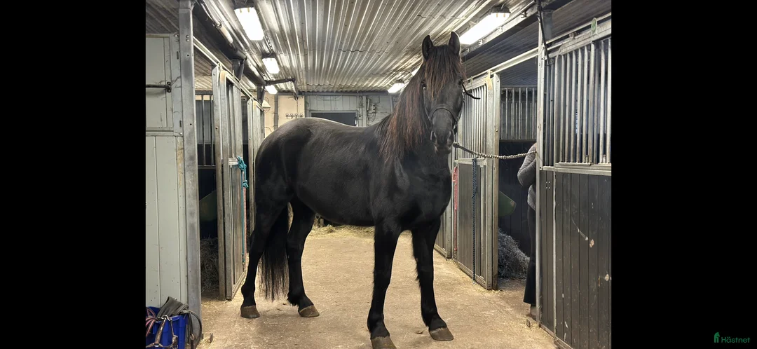 Allround hästar till salu: Forma din egen stjärna  - Annons 2