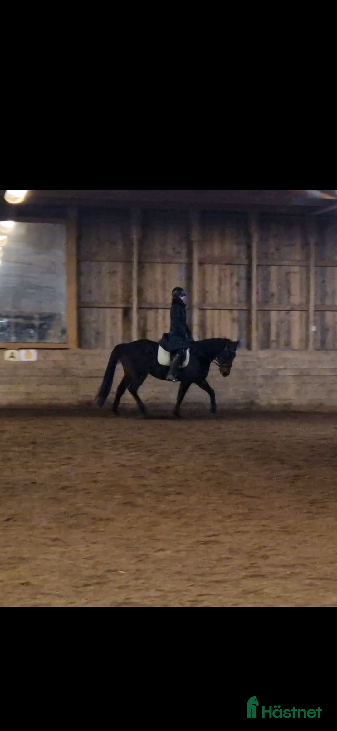 Allround hästar till salu: Världens snällaste kille  i Gränna - Annons 2