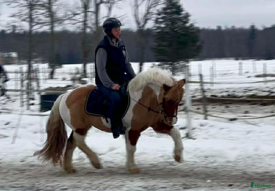Allround hästar till salu: Ponny som syns i mängden! Inkörd  - Annons 2