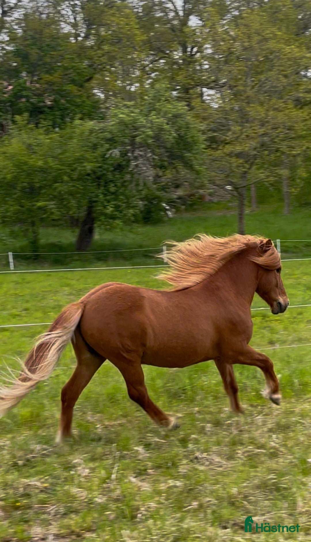 Allround hästar till salu: Världens snällaste islänning 12 år i Söderköping - Annons 13