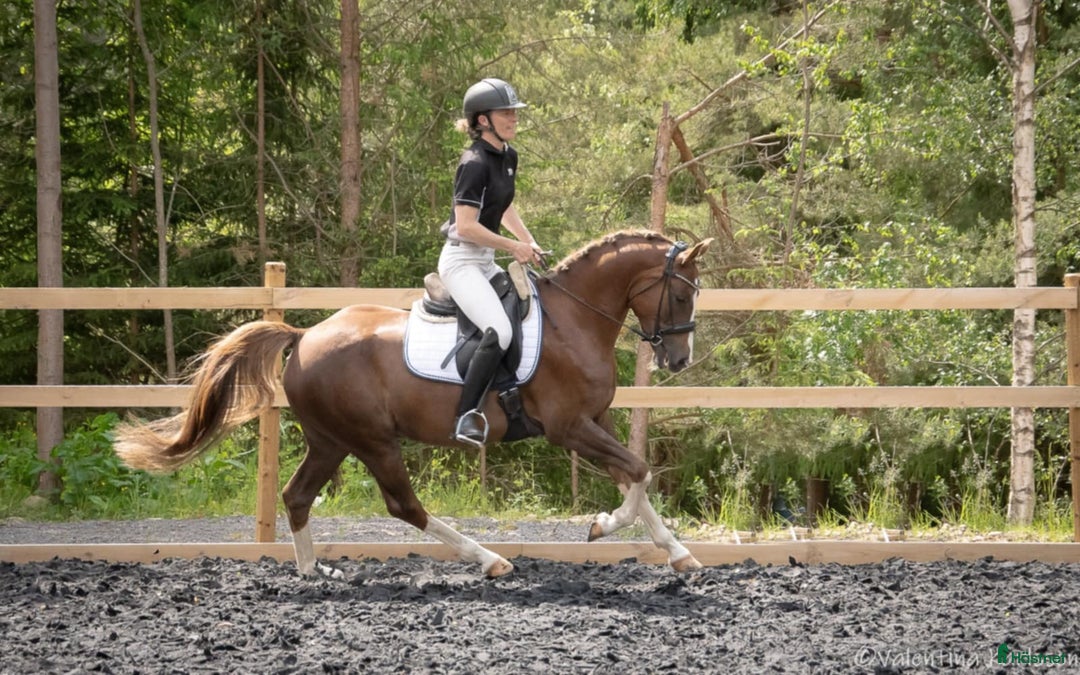 Dressyr hästar till salu: Lovande 4-åring i Vimmerby - Annons 5